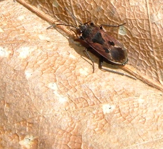 Rhyparochromus sanguineus (Heteroptera, Lygaeidae)